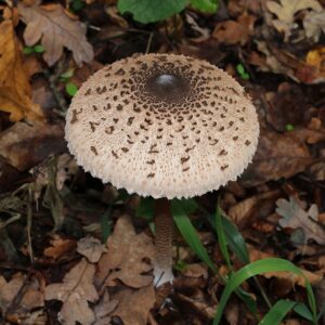 Macrolepiota
