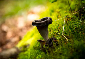 Trompeta de la Muerte