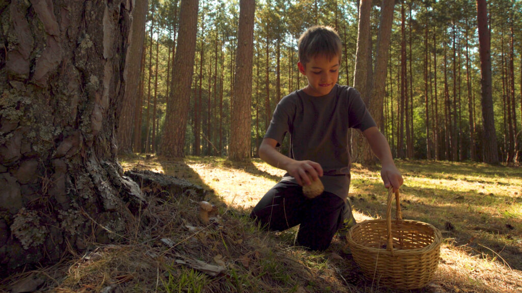 micologia-setas-hongos-covaleda-soria-003