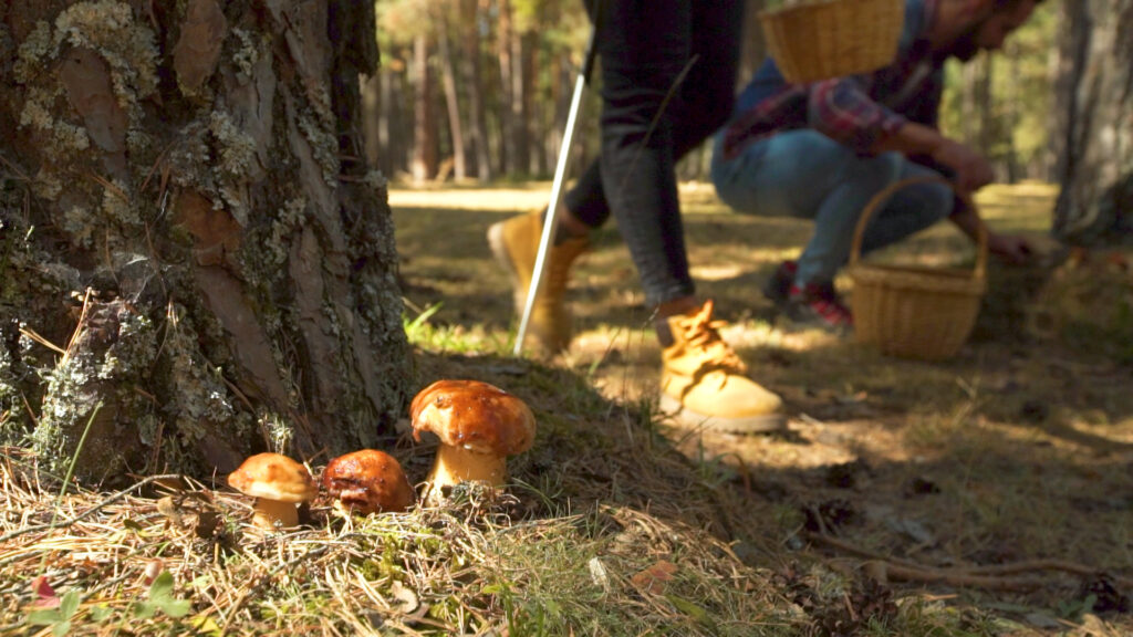 micologia-setas-hongos-covaleda-soria-005